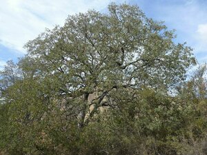 Quercus douglasii Plant